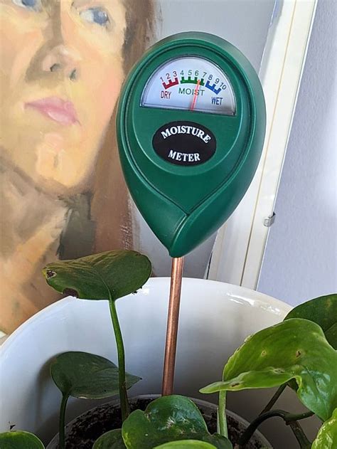 moisture meter for pothos